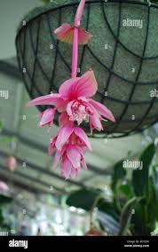 Image result for Dissotis glandulosa