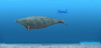 Image result for steller's sea cow