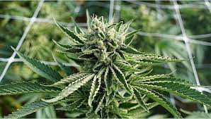 The best fertilizer for big buds that maximize your flowering stage… it's critical to use the proper fertilizers—also known as base nutrients—with your plants to ensure that they grow vigorously and produce the biggest yields possible. Your Guide To Cannabis Flowering Fast Buds