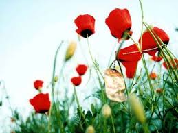 Image result for ‫شهدا‬‎