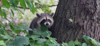 #alstweehondenvechtenomeenbeenlooptdeanderermeeheen #saying #gezegde #wasbeer #racoon. Dieren Weten Faunapassage N201 Goed Te Vinden Natuurmonumenten