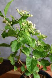 Image result for Jasminum