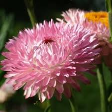 Pin On Strawflowers