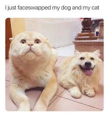 Check spelling or type a new query. Cat Meme In 2020 Funny Animal Memes Funny Animals Funny Animal Jokes