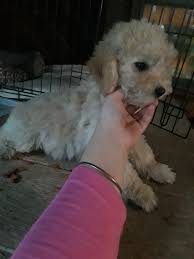 This mini poodle puppy is ready for a loving furever home! Miniature Poodle Puppies For Sale Red Oak Tx 300681
