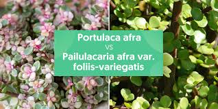 Image result for Portulaca foliosa