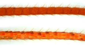 Image result for Plusia putnami