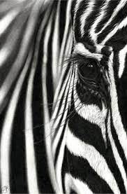 Zebra Art Print Hand Drawn Stripey Horse Wildlife Art Etsy Zebra Art Zebra Painting White Art