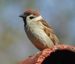 les 20 especes d oiseaux les plus observees oiseaux des jardins oiseaux oiseaux de france