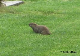 Maybe you would like to learn more about one of these? Home Lawn Garden What S Eating My Vegetables Umass Center For Agriculture Food And The Environment
