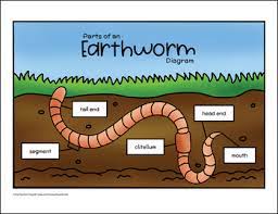 When autocomplete results are available use up and down arrows to review and enter to select. Label An Earthworm Diagram Parts Of An Earthworm Labeling Life Cycle Booklet