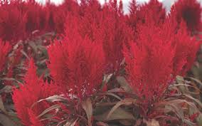 Subscribe / like / comment get dragon's breath for your lingering potions in minecraft 1.15+ a tutorial on how to get dragon's. Culture Report Celosia Dragon S Breath Red Greenhouse Product News