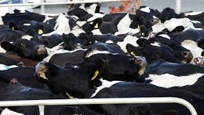 The milk of vechur cattle is outstanding, with a butterfat content of up to five percent. Yard Features Dairynz