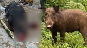 Babi kapsim kembang potong setebal 2 cm•kelapa parut oseng lalu ulek•jus santan dari 1/2 kelapa•daun salam•sereh geprek•garam dan kaldu bubuk sesuai rasa•cabe keriting merah•bawang merah daging babi (no lemak, no kulit), potong2•telur ayam, rebus hingga matang dgn 1 sdt garam, kupas. Buka Usaha Jual Daging Celeng Pria Di Banyumas Digeruduk Warga Dan Dituntut Untuk Menutup Usahanya Tribunnews Com Mobile