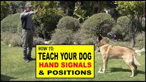 How To Teach Hand Signals And Positions To Your Dog Dog Training Video