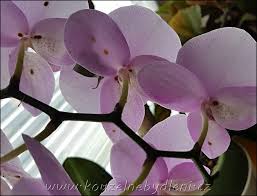 Image result for puklice na pokojových rostlinách obrázek