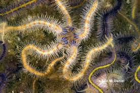 Image result for Ophrestia unicostata