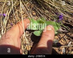 Image result for Raphionacme hirsuta