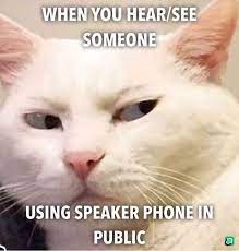 Funny cat memes and dog memes are common in pets, and people love to have them around. Funny Cats Memes Clean Cuteanimals