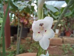 Image result for Gladiolus virgineus