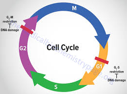 the eukaryotic cell cycle mitosis and meiosis