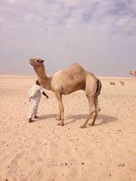 بنت صوغان الكاسبي المعلومات : Ø³Ù„Ø·Ø§Ù† Ù…Ø³Ø¹ÙˆØ¯ Ø§Ø¨Ù† ØºÙ†ÙŠÙ… Ar Twitter Ù†Ø¨Ø°Ù‡ Ø¹Ù† Ø´ÙƒÙ€Ù„Ø§Ù† Ø¨Ø¹ÙŠØ± Ø¨Ù† ÙØ±Ø§Ø¬ Ø³Ù„Ø§Ù„ØªÙ‡ Ø§Ù„Ø£Ø¨ Ø´ÙƒÙ„Ø§Ù† Ø§Ù„Ø´ÙŠØ¨Ø© ÙˆÙ„Ø¯ Ø´Ø§Ù‡ÙŠÙ† Ø§Ù„ÙƒÙ„ÙŠÙ„ÙŠ Ø¨Ø¹ÙŠØ± Ø§Ù„Ø´ÙŠØ® Ù…Ø­Ù…Ø¯ Ø¨Ù† Ø±Ø§Ø´Ø¯ Ø§Ù„ Ù…ÙƒØªÙˆÙ… Ø§Ù„Ø£Ù… Ø§Ù„Ø´ÙƒÙ„Ø© Ù†Ø§Ù‚Ù‡