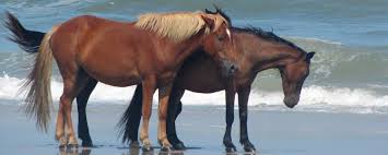 It's not immediately obvious that the shoulders of a horse are actually more. Spanish Mustang History Corolla Wild Horses Corolla Wild Horse Fund