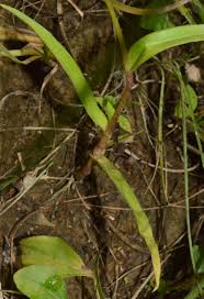 Image result for Sehima