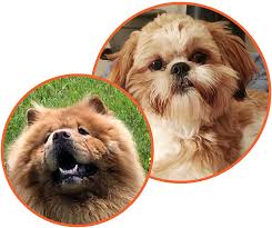Maybe you would like to learn more about one of these? Dog Breeder Fredericksburg Ia Agreatdog