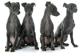 Italian Greyhound Dog Breed Information