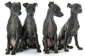 They are in the toy group and their size is considered small. Italian Greyhound Dog Breed Information