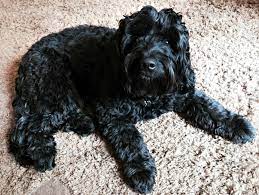 We have f1/ first generation: Goldendoodle Association Of North America All About Goldendoodle Colors And Coats