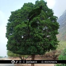 Image result for Dobera