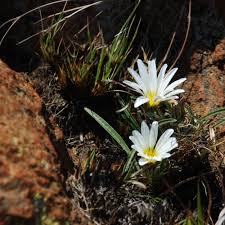 Image result for Gazania krebsiana