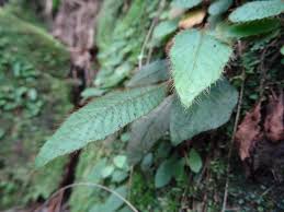 Image result for Aloe rulkensii