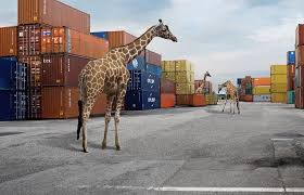 Containers Animals Wild Animals City Art