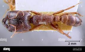 Image result for Landolphia congolensis