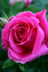 82cd0d83535ac98bbca7eac5cf580d9b Hot Pink Roses Beautiful Roses Pink Roses