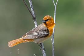 We did not find results for: Birds With Orange Plumage Around The World