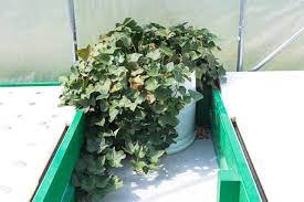 Aquaponics Sweet Potatoes Update Steamy Kitchen Recipes Giveaways