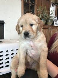 You should be honest about answering these questions, and do some research. Litter Of 4 Golden Retriever Puppies For Sale In Charlotte Nc Adn 60735 On Puppyfinder Com Gender Female A Golden Retriever Dogs Golden Retriever Retriever