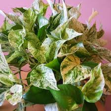 Live, Air Purifying, Hanging Basket, Marble Queen Potho Plant, Devil's Ivy,  Epipremnum Aureum 8", House Plant, Office Plant