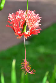 Image result for Hibiscus schizopetalus
