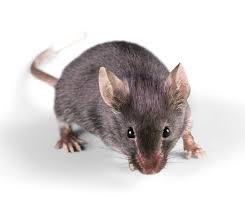 There are probably more things to think about when looking for a new mouse than you realised; House Mouse Identification Habits Behavior Anderson Pest Solutions