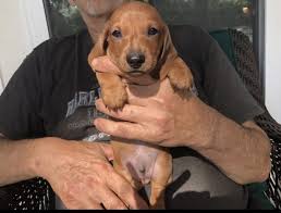 We did not find results for: Miniature Dachshund Puppies For Sale California City Ca 330012