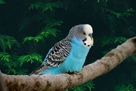Find birds locally for sale or adoption in canada : Rainbow Budgies For Sale Near Me Online Shopping