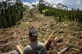 The western colorado botanical gardens is 5 during times of uncertainty, we recommend booking an option with free cancellation. Colorado Counties Offering Free Firewood Permits In Effort To Clear Avalanche Debris Snowbrains