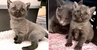 猫 の 毛 の 色 が 変わる
