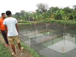 Check spelling or type a new query. Kelompok Tani Budidaya Ikan Lele