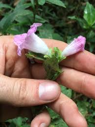 Image result for Acanthopale pubescens